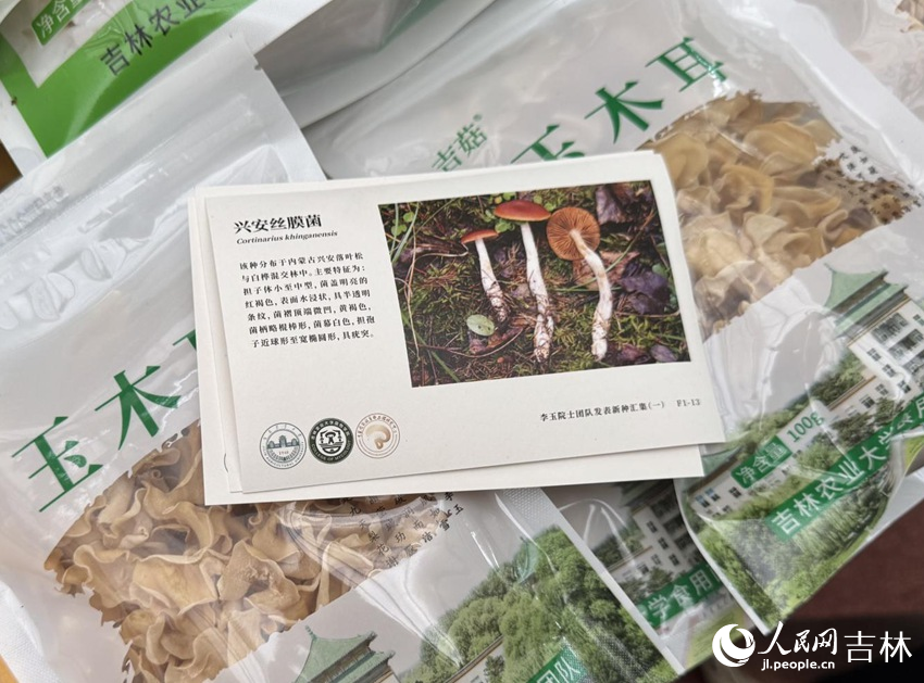 用“蘑菇紙”制成的明信片。人民網(wǎng)記者 李思玥攝