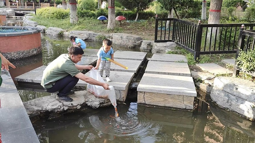 汽開區錦繡街道長沈社區力旺康景小區向池塘投放觀景魚。