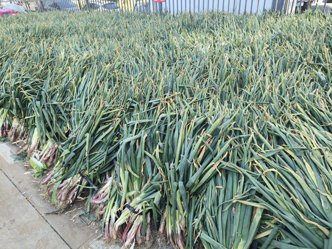 長(zhǎng)春市秋菜銷售點(diǎn)的秋菜。