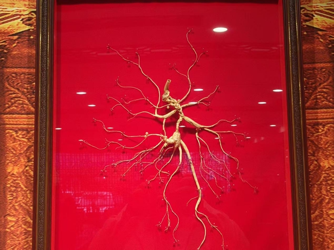 生長數十年的珍貴野山參。實習生 王思皓攝