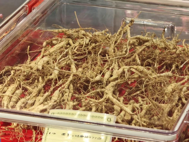 采參人采摘的野山參。實習生 王思皓攝