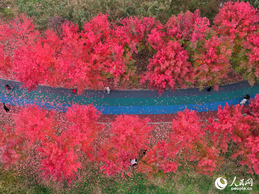 10月20日，長春月荷文化園紅葉盡染，為秋日增添一抹亮色。人民網記者 李洋攝