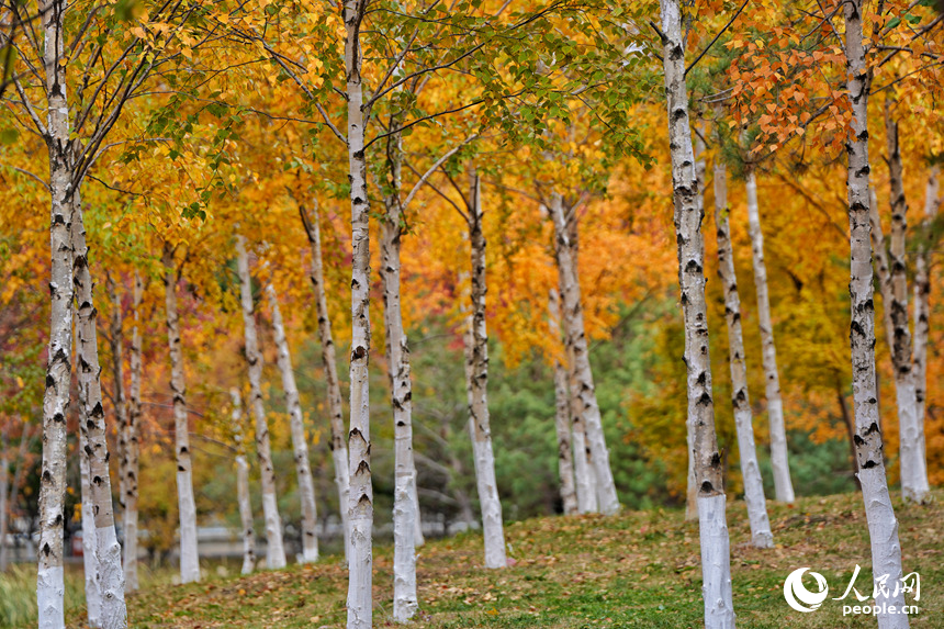 秋日里，長春南湖公園的白樺林宛如一幅重彩油畫。人民網記者 李洋攝