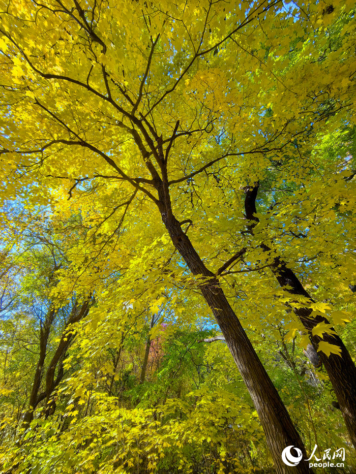 22日，長(zhǎng)春林園中的楓樹呈現(xiàn)出迷人的色彩。人民網(wǎng)記者 李洋攝
