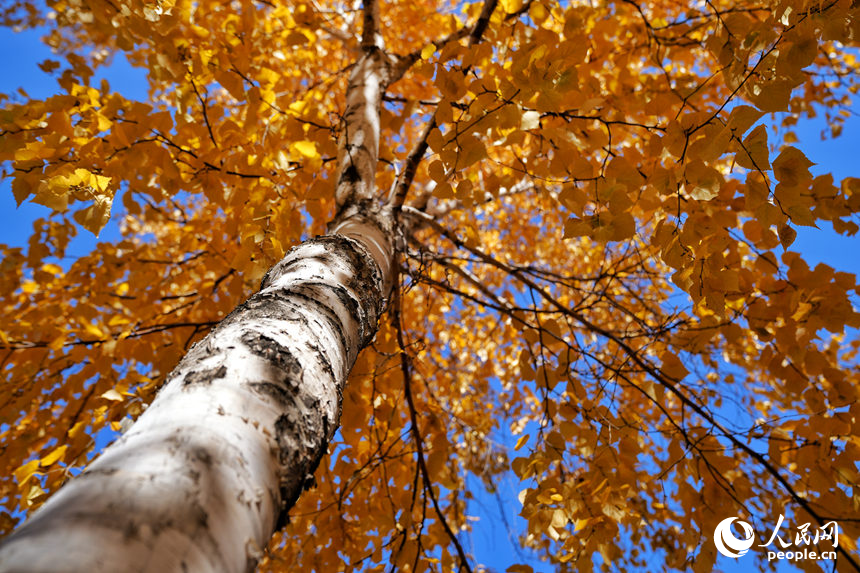 23日，長春梨花園內的白樺樹呈現出迷人的金色。人民網記者 李洋攝