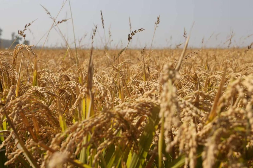 吉林糧食喜獲豐收。人民網(wǎng)記者 王海躍攝