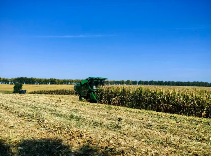 黑土地上,聯(lián)合收割機(jī)轟鳴作業(yè)(受訪者供圖)