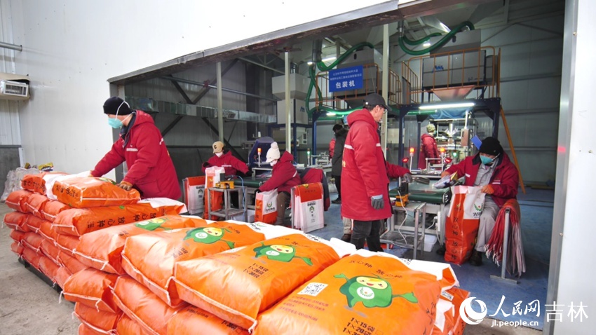 顆粒飽滿的玉米種子走向市場。人民網(wǎng)記者 王海躍攝