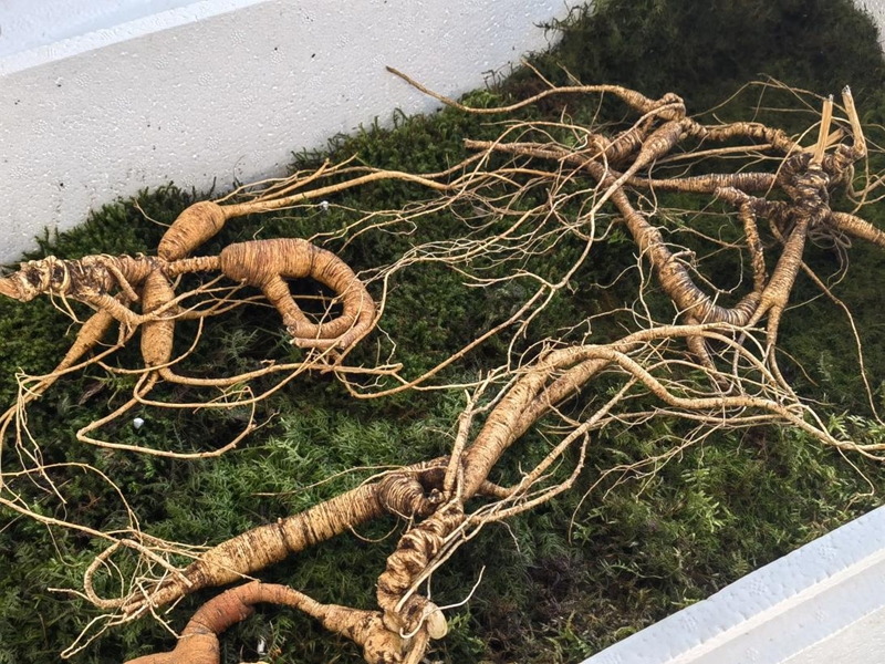 鮮野山參。人民網記者 馬俊華攝