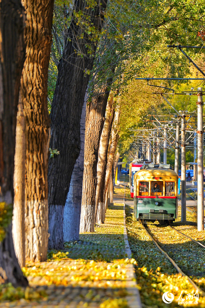 開行在林蔭中的54路有軌電車。人民網(wǎng)記者 李洋攝