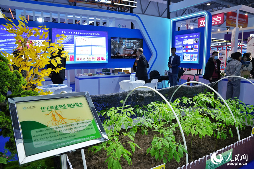 博覽會上展示的林下人參仿野生栽培技術。人民網記者 李洋攝