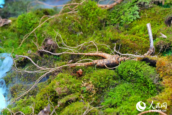 博覽會上展示的吉林人參。人民網(wǎng)記者 李洋攝