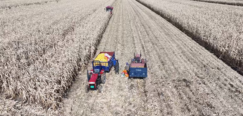 敦化市紅石村黨支部領辦紅碩玉米種植專業合作社實現規模經營。（資料圖片））