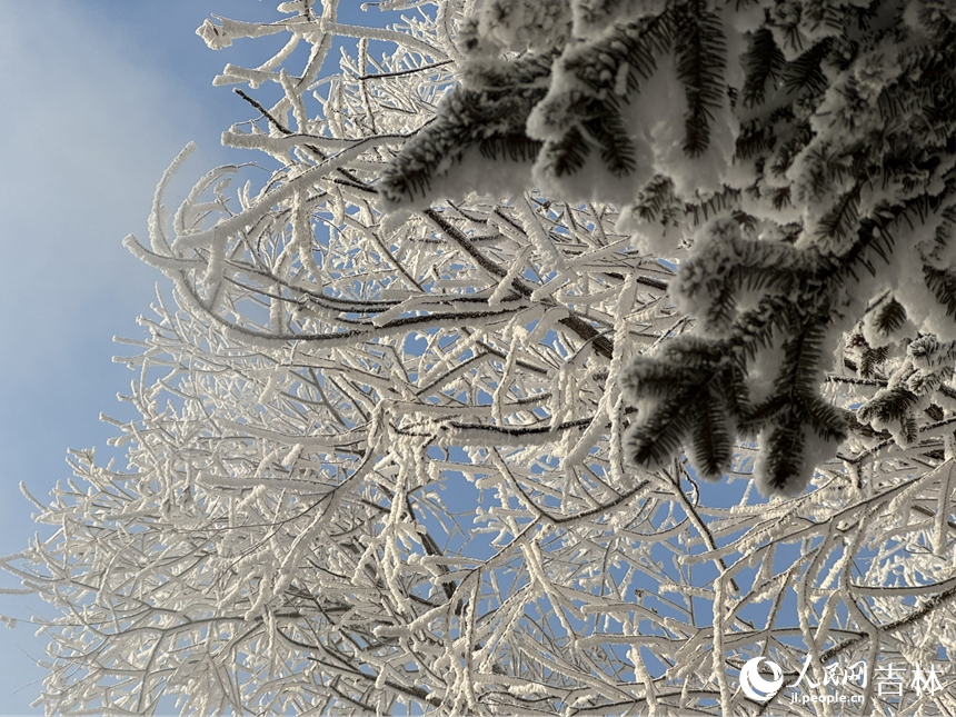 千樹萬樹梨花開。人民網記者 李思玥攝