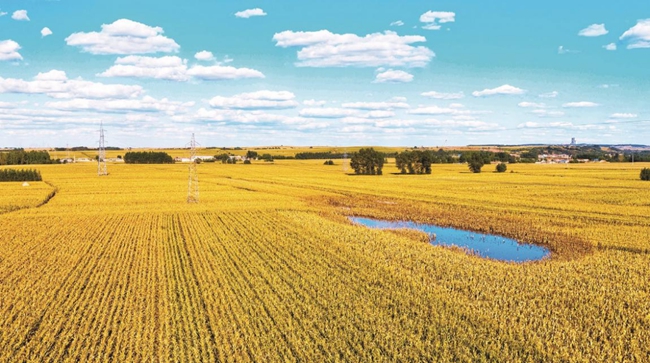 吉林省四平市梨樹縣稻田