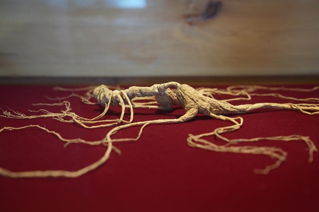 吉林通化云嶺野山參博物館的人參展品。人民網(wǎng)記者 李洋攝