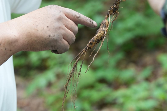 剛剛被“抬出”的林下人參。人民網(wǎng)記者 李洋攝