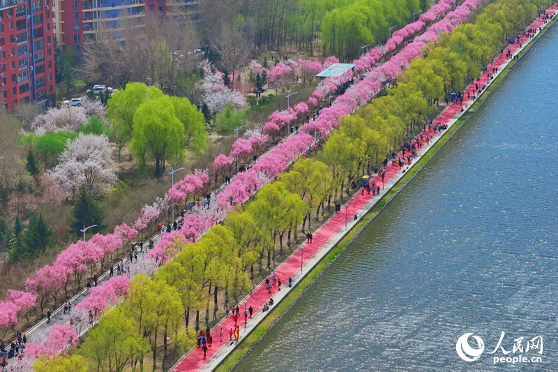 4月，長春市伊通河畔的梅花大道上，單紅公主梅迎來最佳觀賞期。粉紅色的花朵綴滿枝頭，近看繁花似錦，遠望如絲帶，匯成了一條綿延數里的花海長廊，吸引著市民游客共赴浪漫的“賞花盛宴”。人民網記者 李洋攝