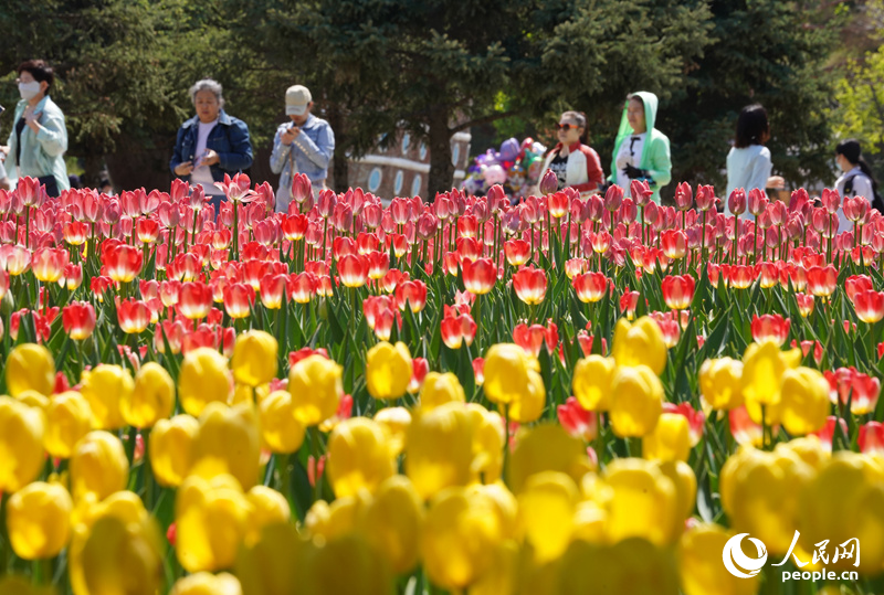 5月，美艷的郁金香在長春如約綻放。在長春公園，“幸福匯·郁見美好”郁金香主題觀賞季系列活動拉開帷幕，一朵朵郁金香爭奇斗艷，蔓延成一片五彩斑斕的花海，吸引著市民游客前來觀光賞花。人民網記者 李洋攝