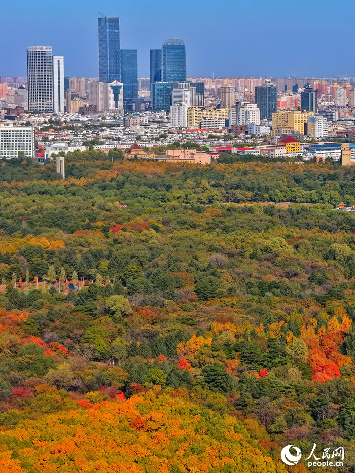 10月，長春南湖美不勝收，一場盛大的色彩盛宴悄然啟幕。長春各大景區、公園都被染上了濃墨重彩的秋意，成為市民游客尋覓詩意秋景的好去處。人民網記者 李洋攝