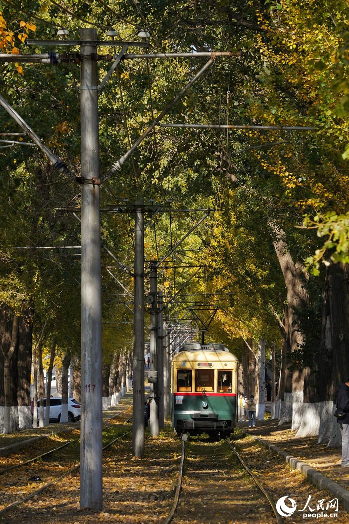11月，長春市54路有軌電車落葉景觀藝術街區加速“換妝”，軌道兩側高大的楊樹樹冠被罩上了金黃色，簌簌落下的秋葉層層疊疊地鋪在軌道上，形成了一條落葉景觀路。近年來，長春市持續探索電車與文旅融合發展新路徑，開行咖啡酒吧專列、文旅專列等，成為長春市的一條流動的風景線。人民網記者 李洋攝