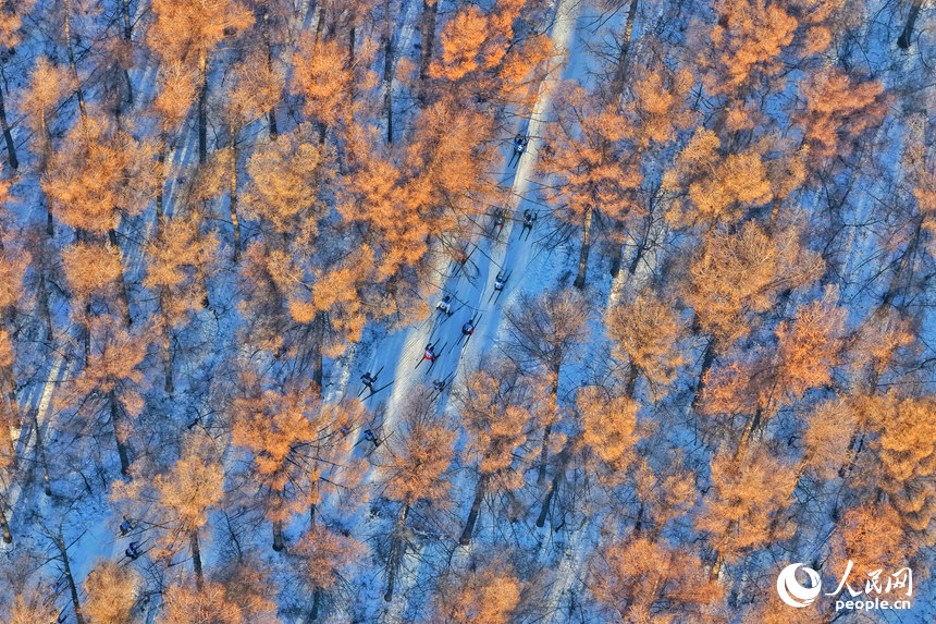 選手們?cè)谥袊L春凈月潭瓦薩國際滑雪節(jié)森林賽道中馳騁。人民網(wǎng)記者 李洋攝