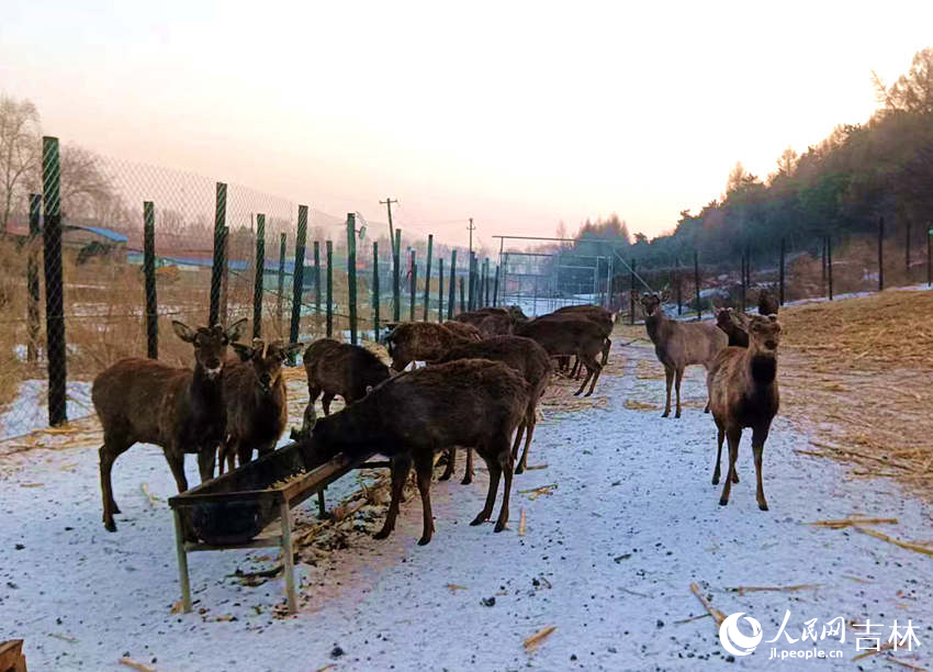 梅花鹿正在悠閑自得地享受美食。人民網記者 關思聰攝