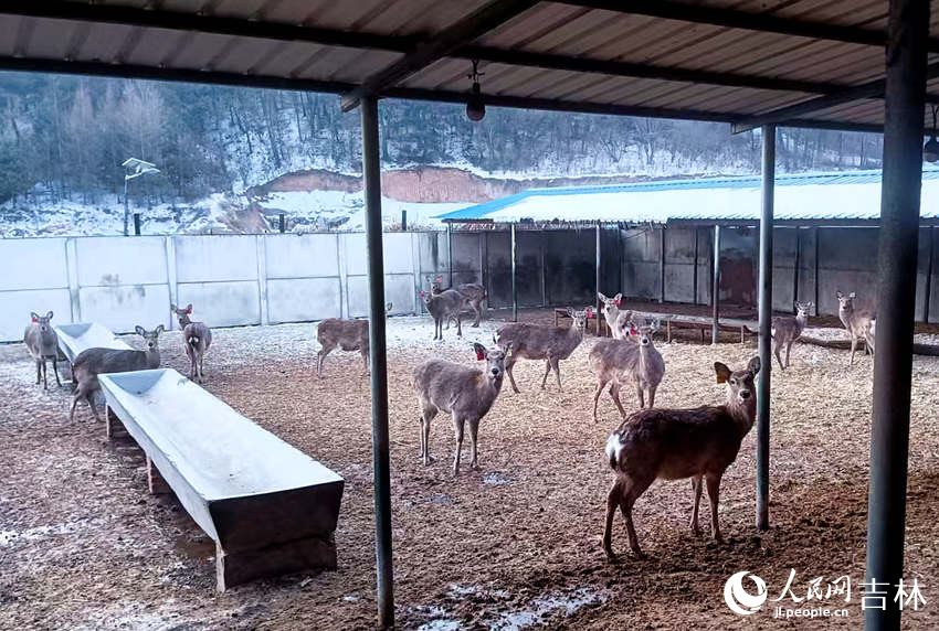 梅花鹿好奇地看向鏡頭。人民網記者 關思聰攝