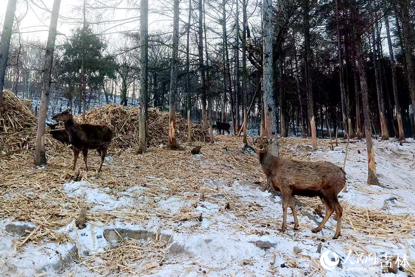 梅花鹿在林間散步。人民網記者 關思聰攝