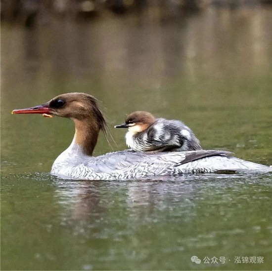 中華秋沙鴨對水質和生態環境非常敏感，被譽為“水中大熊貓”。
