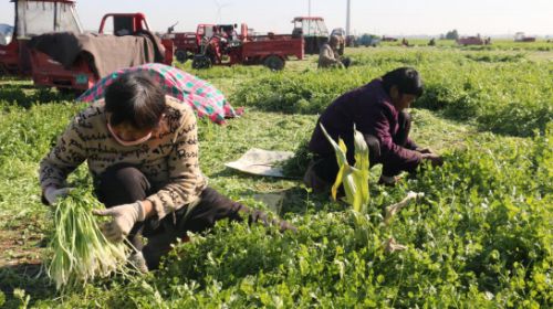 工人采摘香菜。 邢建光 攝