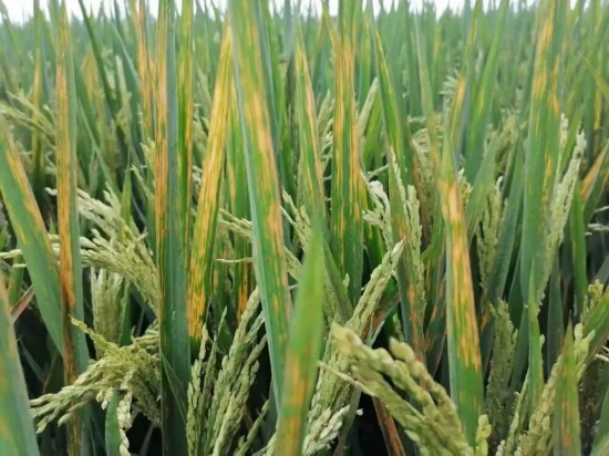 細菌性條斑病田間發病照片。