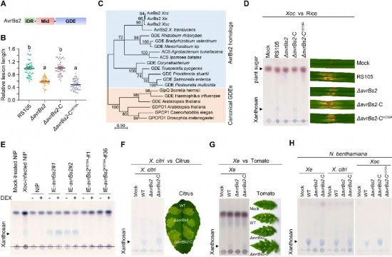 黃單胞菌利用AvrBs2在植物中合成黃單胞糖。