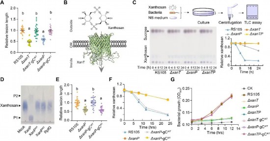 Xoc利用XanT-XanP系統吸收利用黃單胞糖作為營養物質。