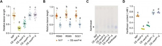  “抗黃單胞糖”策略提升水稻對細菌性條斑病的抗性。